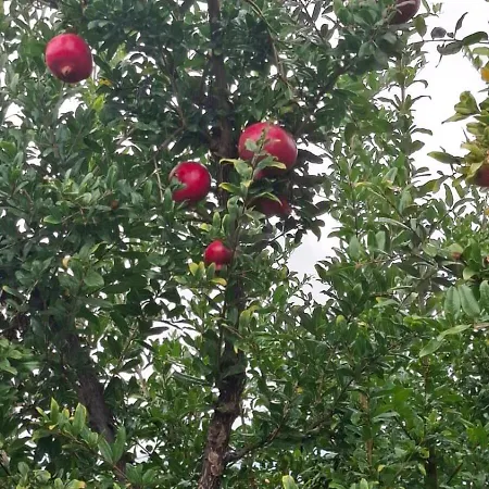 度假居 Galini Pelion