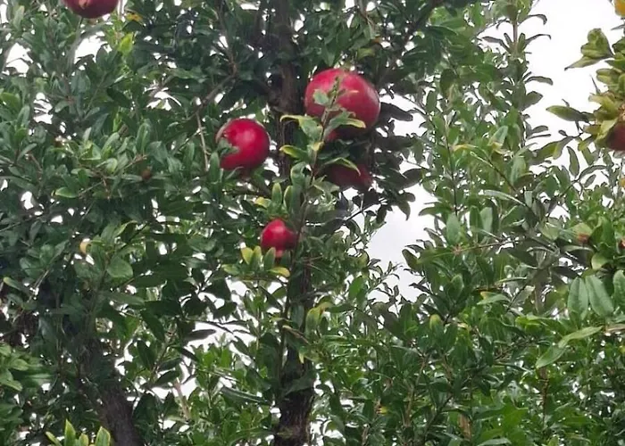 Σπίτι διακοπών Galini Pelion