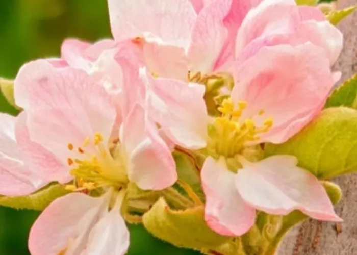 Σπίτι διακοπών Galini Pelion
